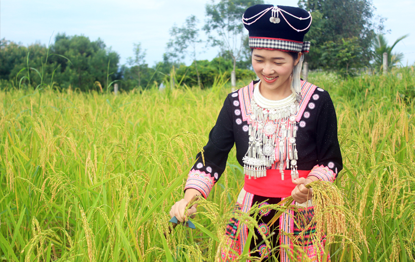 สวพส.เชิญร่วมงานสัมมนา “ข้าวบนพื้นที่สูงของไทย”