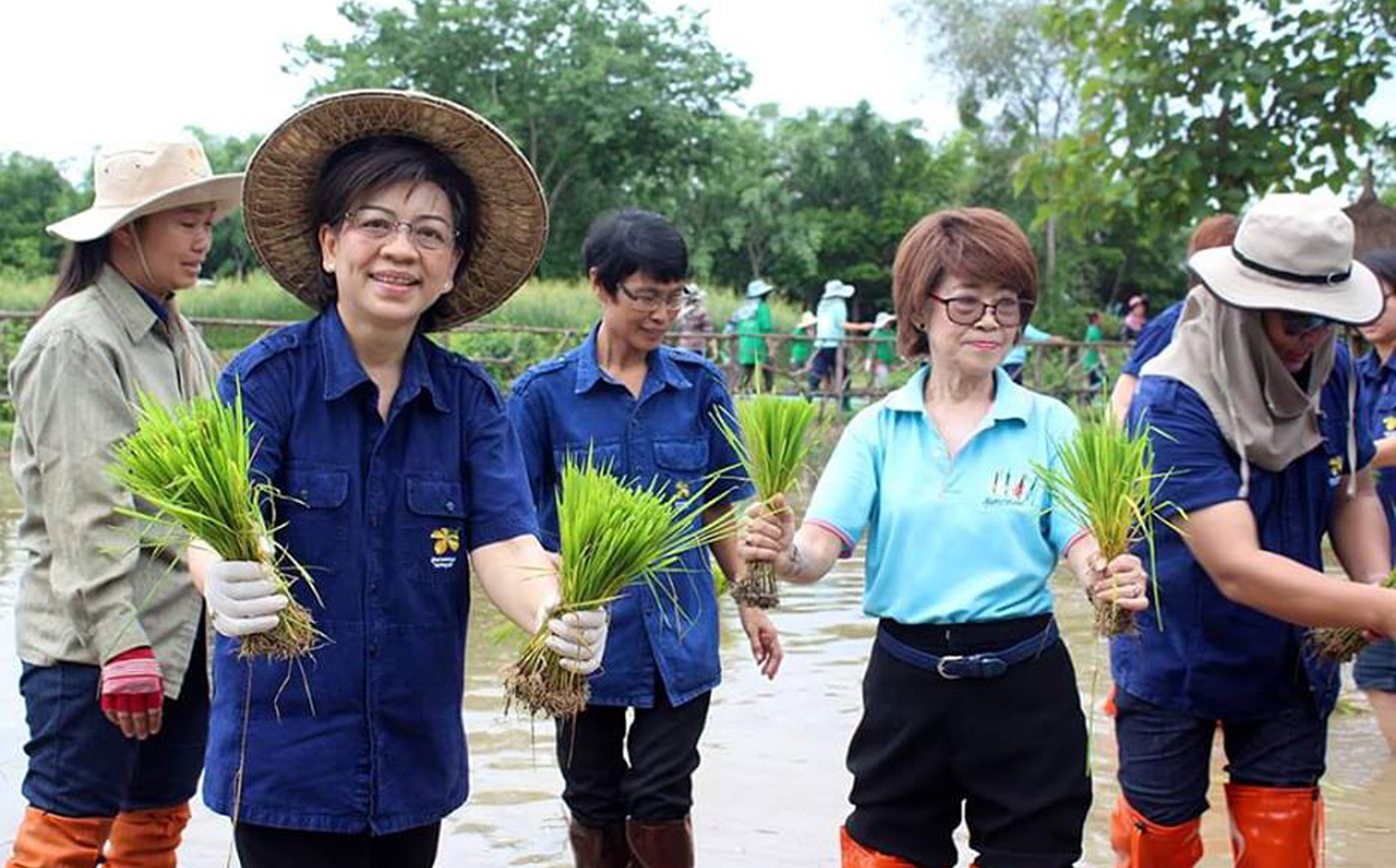 สวพส. จัดกิจกรรม “ปลูกข้าววันแม่” เพื่อเฉลิมพระเกียรติ สมเด็จพระนางเจ้าสิริกิติ์ พระบรมราชินีนาถ เนื่องในโอกาสมหามงคลเฉลิมพระชนมพรรษา 84 พรรษา