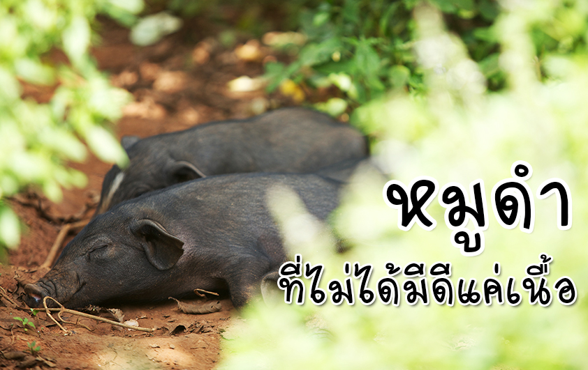 หมูดำ ที่ไม่ได้มีดีแค่เนื้อ