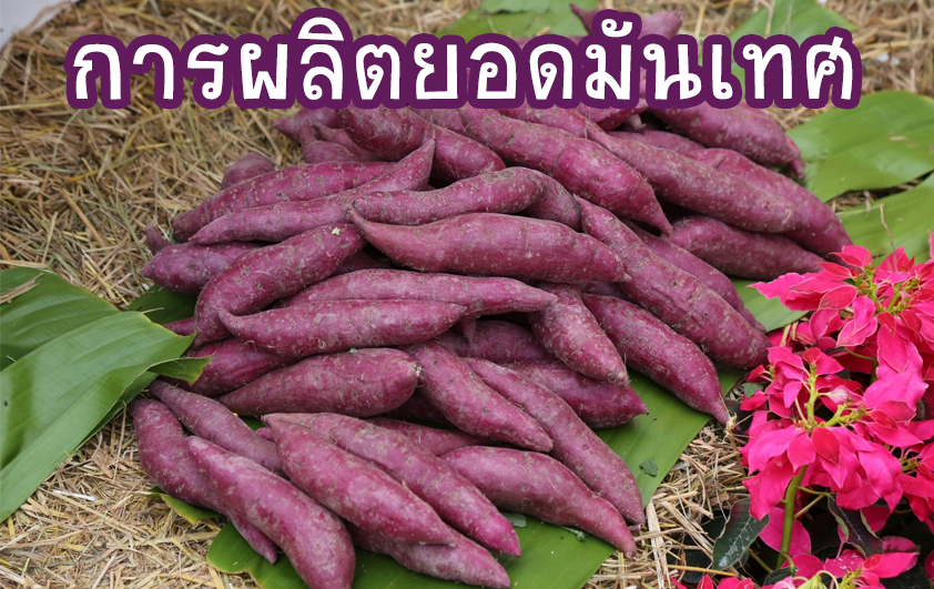 การผลิตยอดมันเทศ