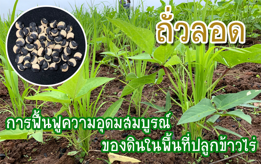 การฟื้นฟูความอุดมสมบูรณ์ของดินในพื้นที่ปลูกข้าวไร่ : ถั่วลอด