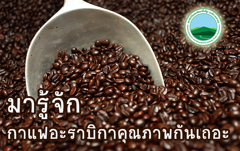 มารู้จักกาแฟอะราบิกาคุณภาพกันเถอะ