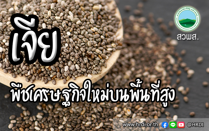 “เจีย” พืชเศรษฐกิจใหม่บนพื้นที่สูง