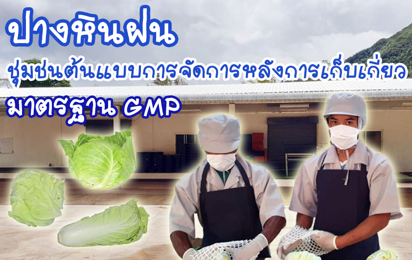 ปางหินฝน ชุมชนต้นแบบการจัดการหลังการเก็บเกี่ยว มาตรฐาน GMP