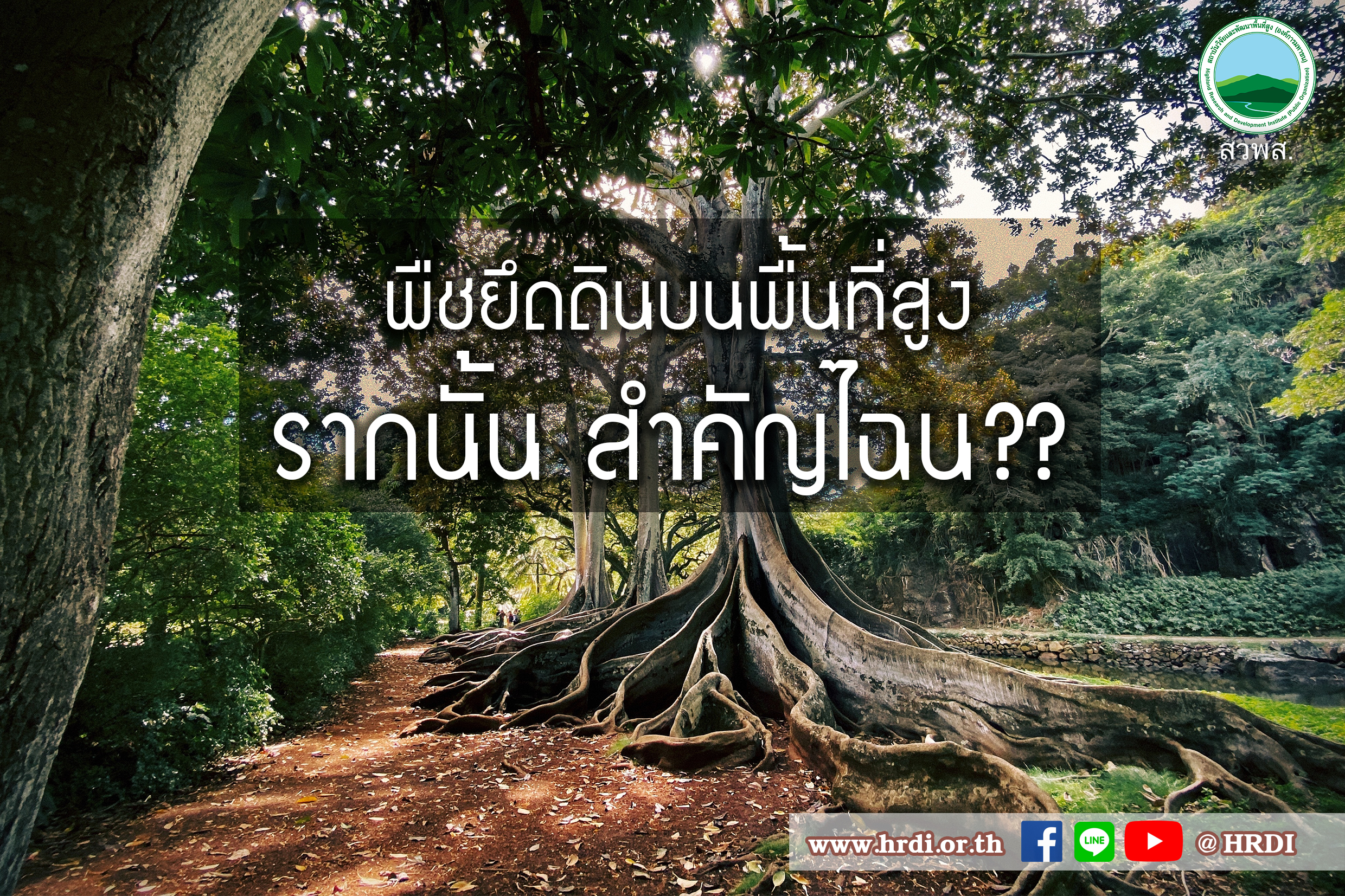 พืชยึดดินบนพื้นที่สูง....รากนั้น สำคัญไฉน??