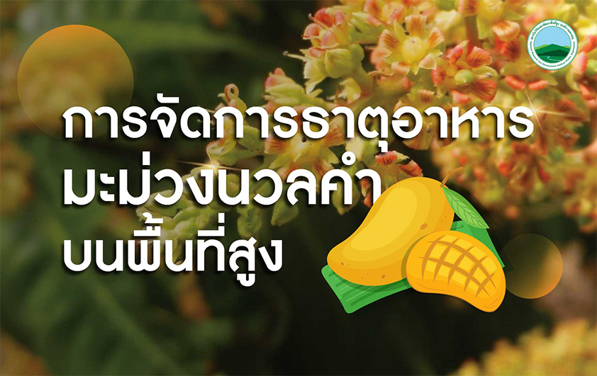 การจัดการธาตุอาหารมะม่วงนวลคำบนพื้นที่สูง