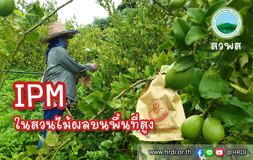 IPM ในสวนไม้ผลบนพื้นที่สูง