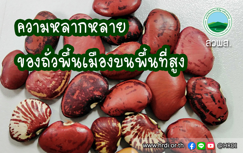 ความหลากหลายของถั่วพื้นเมืองบนพื้นที่สูง