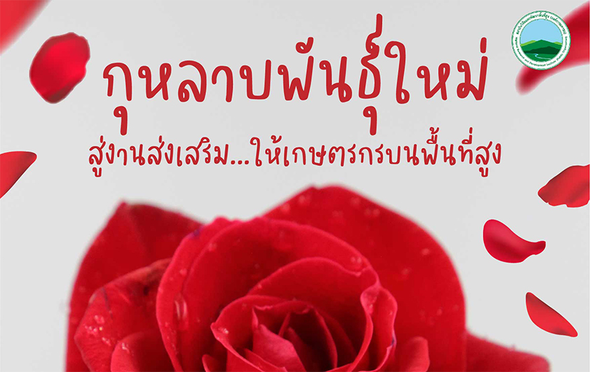 กุหลาบพันธุ์ใหม่....สู่งานส่งเสริมให้เกษตรกรบนพื้นที่สูง