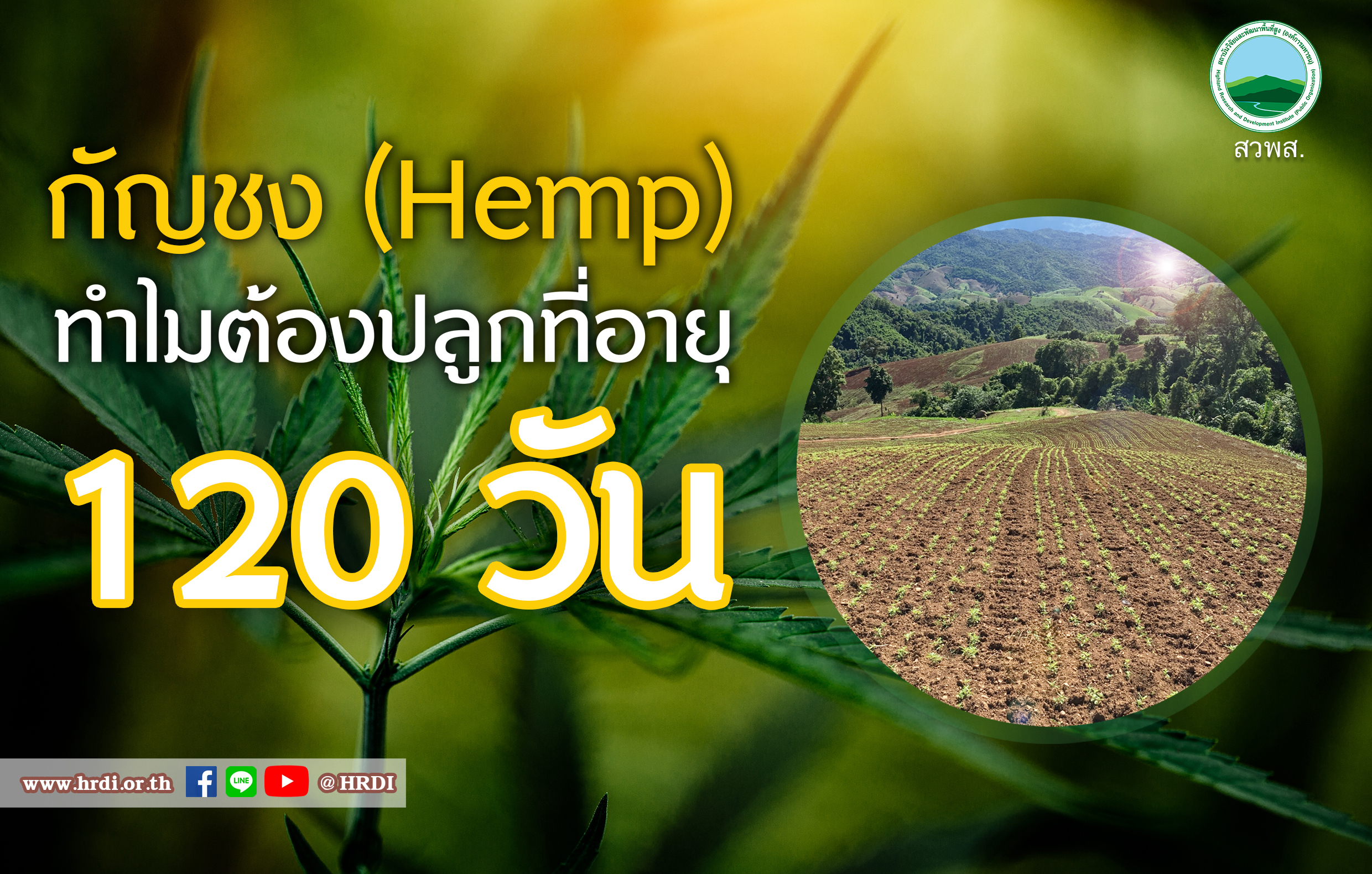 กัญชง (Hemp).....ทำไมต้องปลูกที่ 120 วัน?