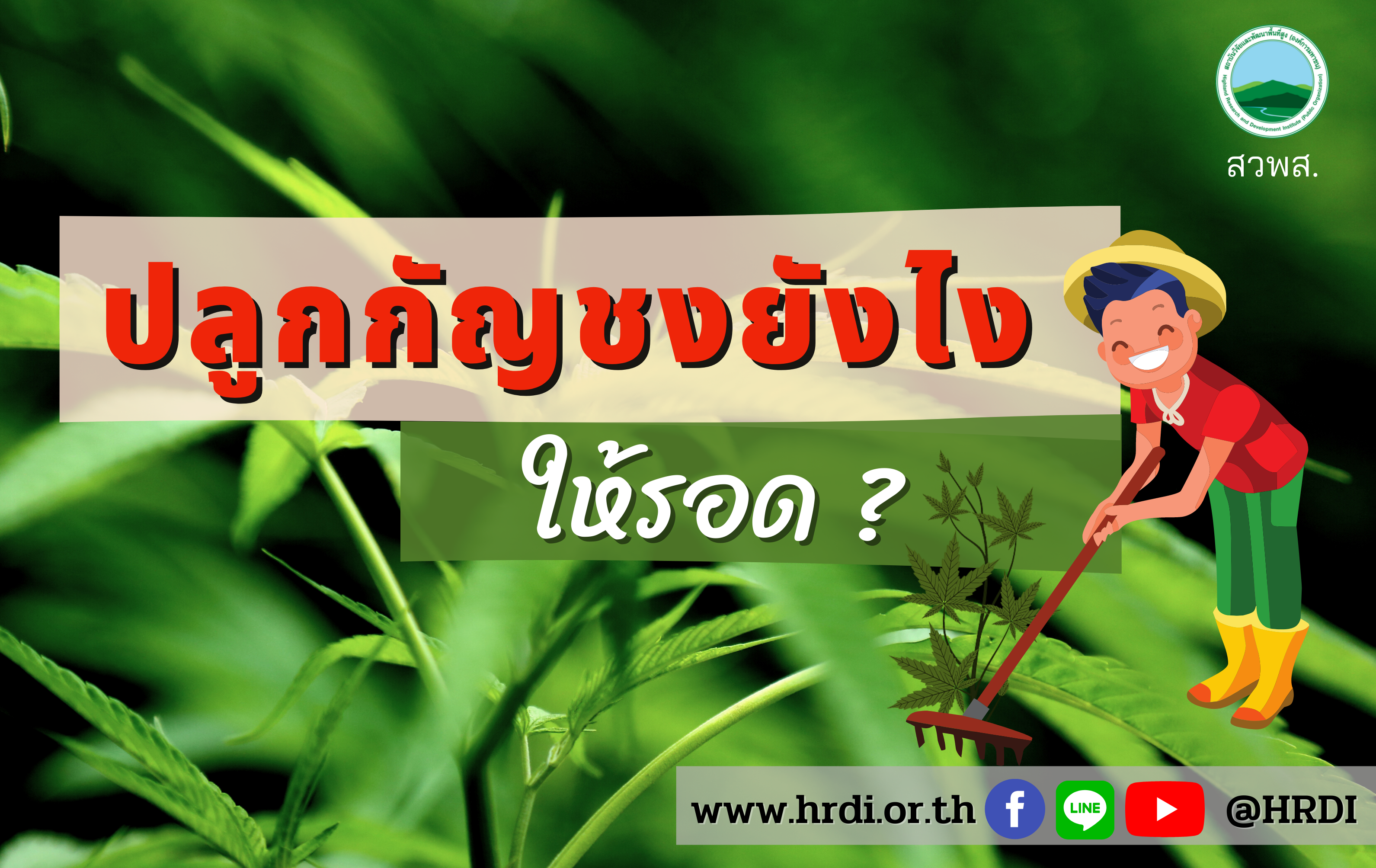 ปลูกกัญชงอย่างไร…ให้รอด?