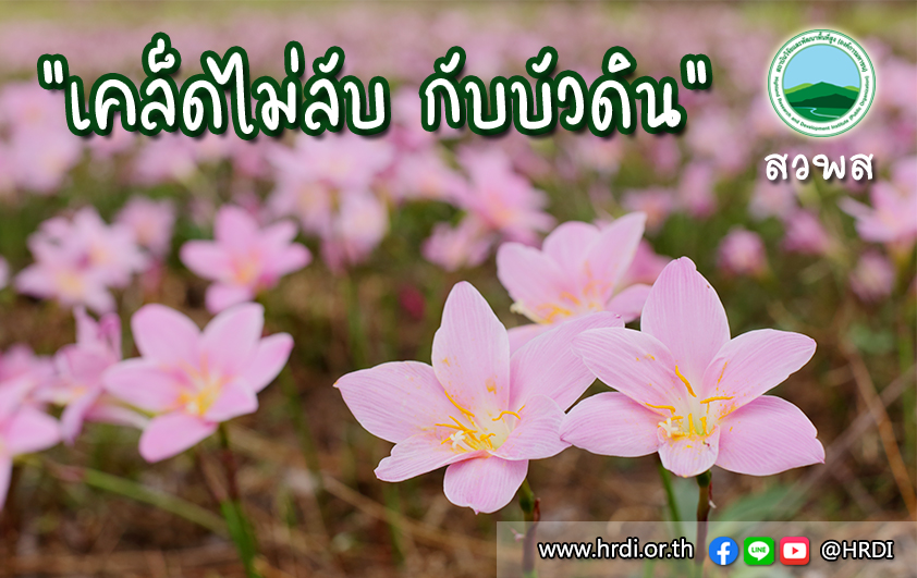 เคล็ดไม่ลับ กับบัวดิน