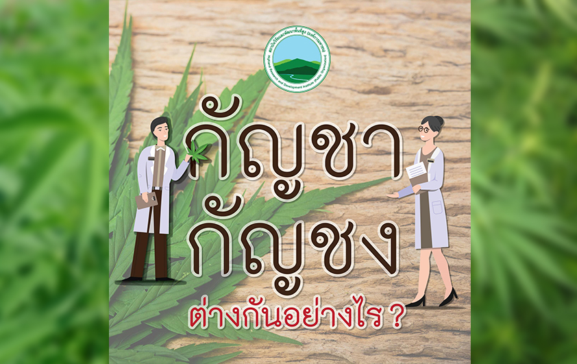 กัญชง (เฮมพ์) กับ กัญชา ต่างกันอย่างไร?