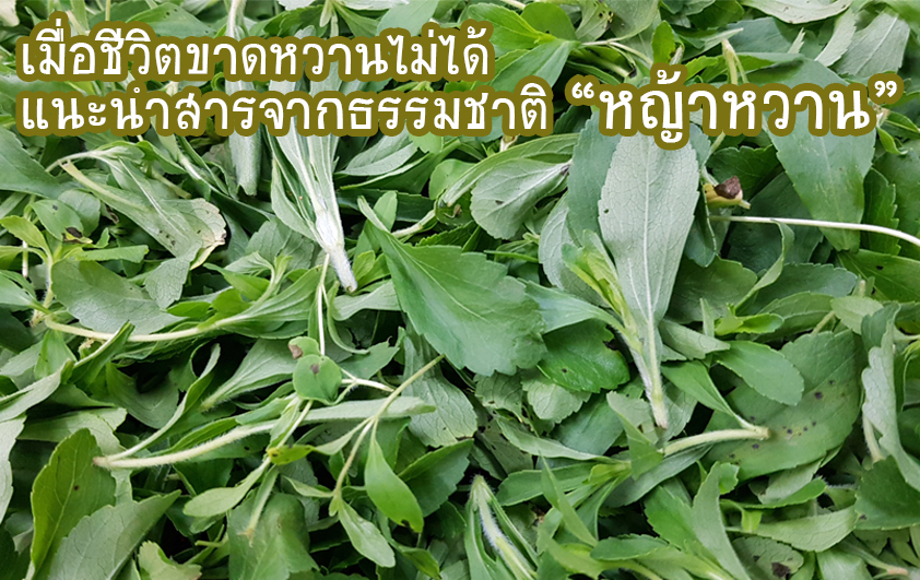 เมื่อชีวิตขาดหวานไม่ได้ แนะนำสารจากธรรมชาติ “หญ้าหวาน”