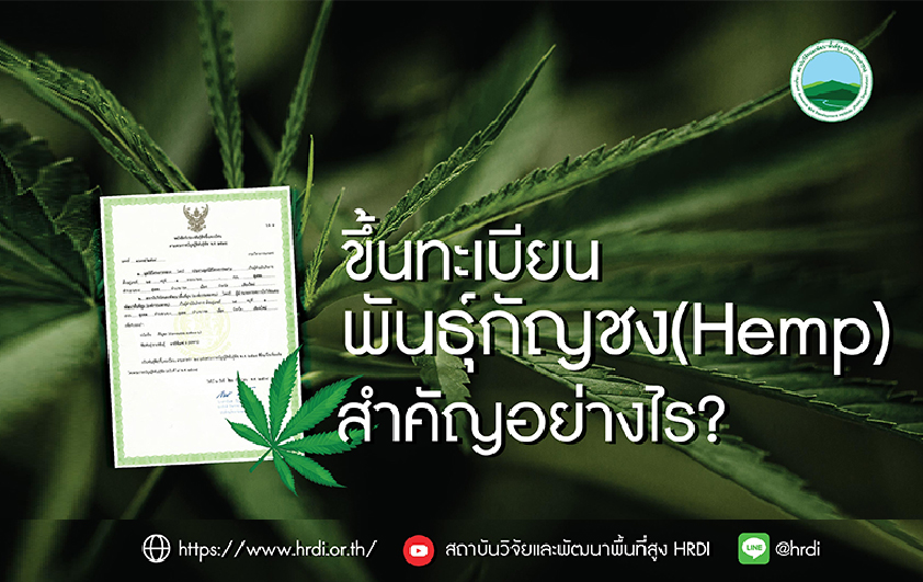 ขึ้นทะเบียนพันธุ์กัญชง (Hemp) สำคัญอย่างไร?