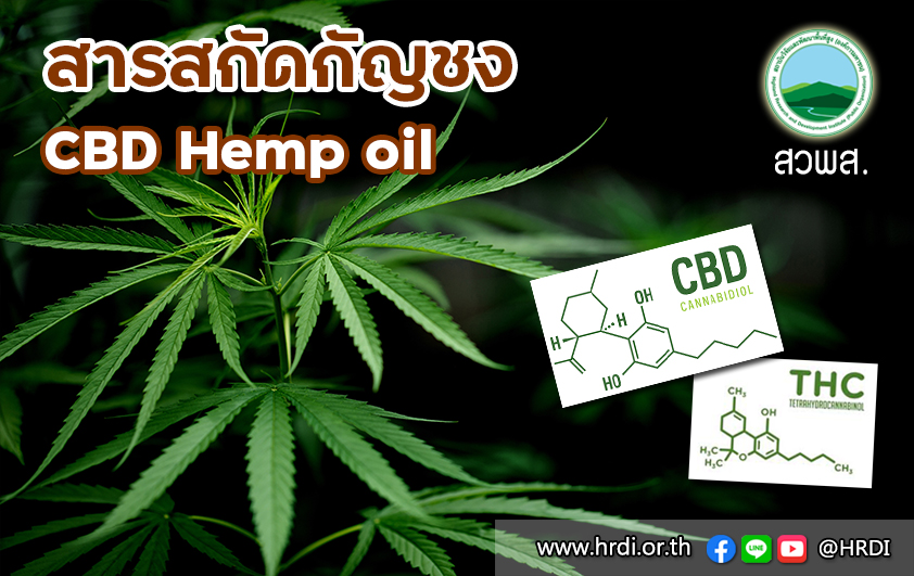 สารสกัดกัญชง (CBD Hemp oil)