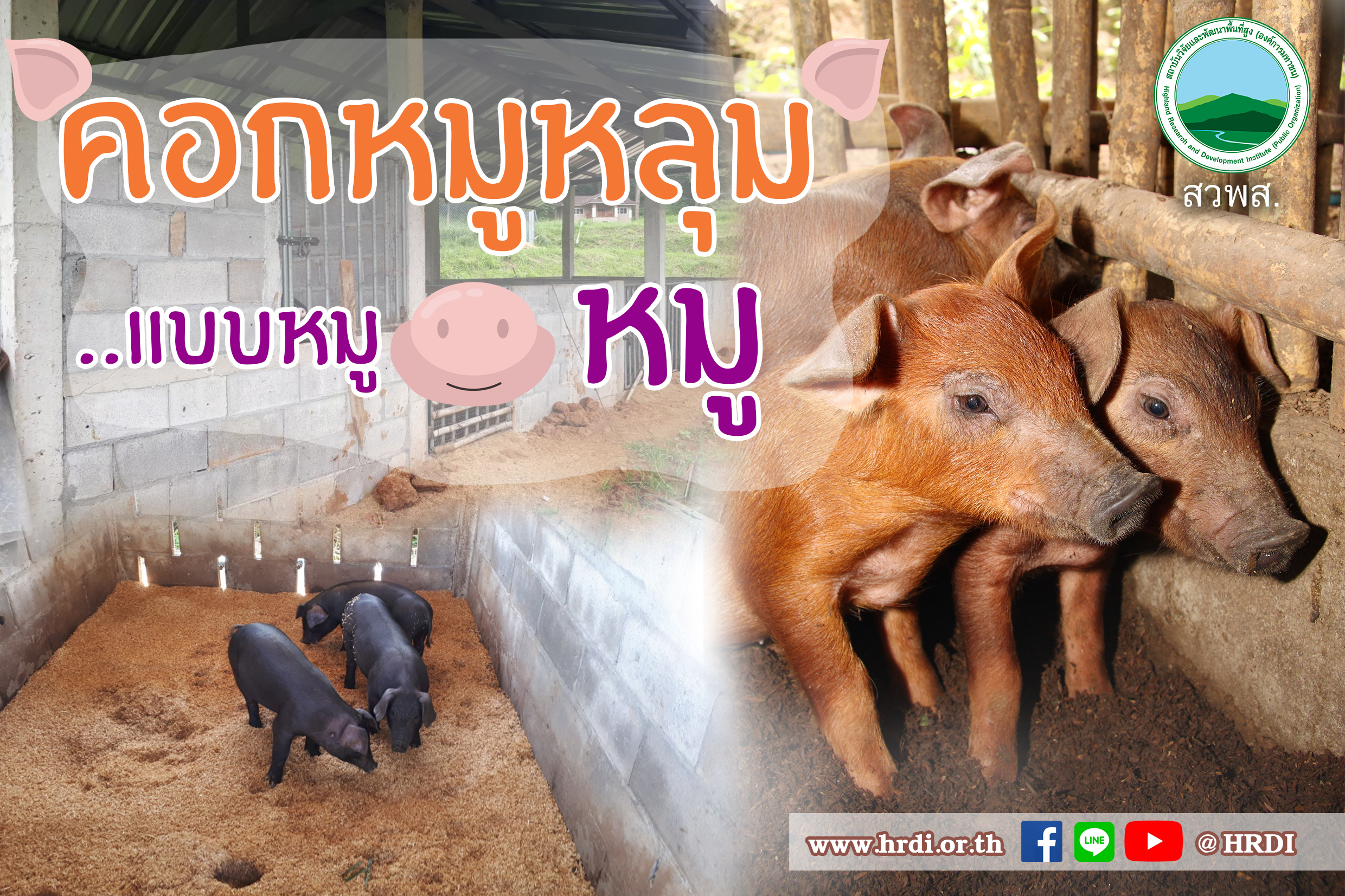 คอกหมูหลุม…แบบหมู หมู